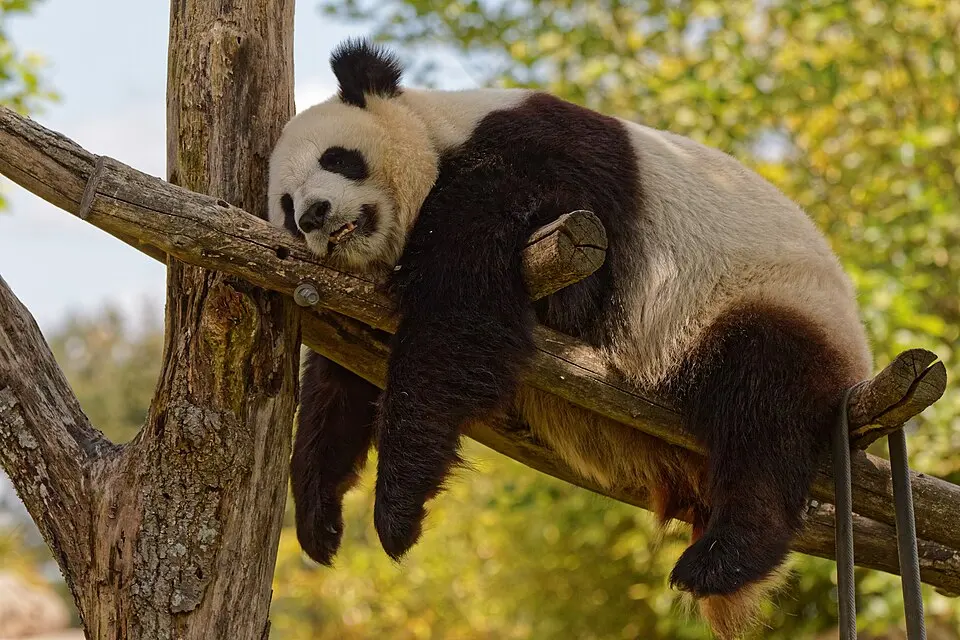 Un panda photographié au ZooParc de Beauval en 2016